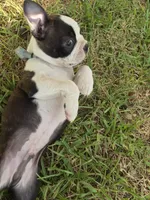 Cato, a male Boston Terrier for sale in Clute, TX – 2 of 3