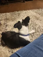 Milo, a male Boston Terrier for sale in Clute, TX – 3 of 4