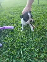 Sassy, a female Boston Terrier for sale in Clute, TX – Photo 2 of 2