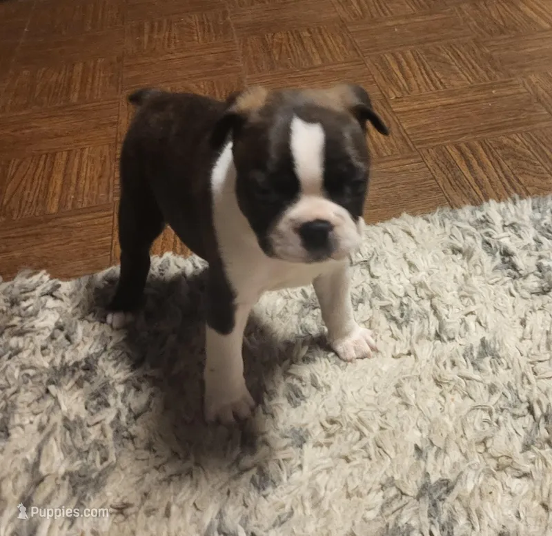 Sassy – Boston Terrier puppy for sale in Clute, TX