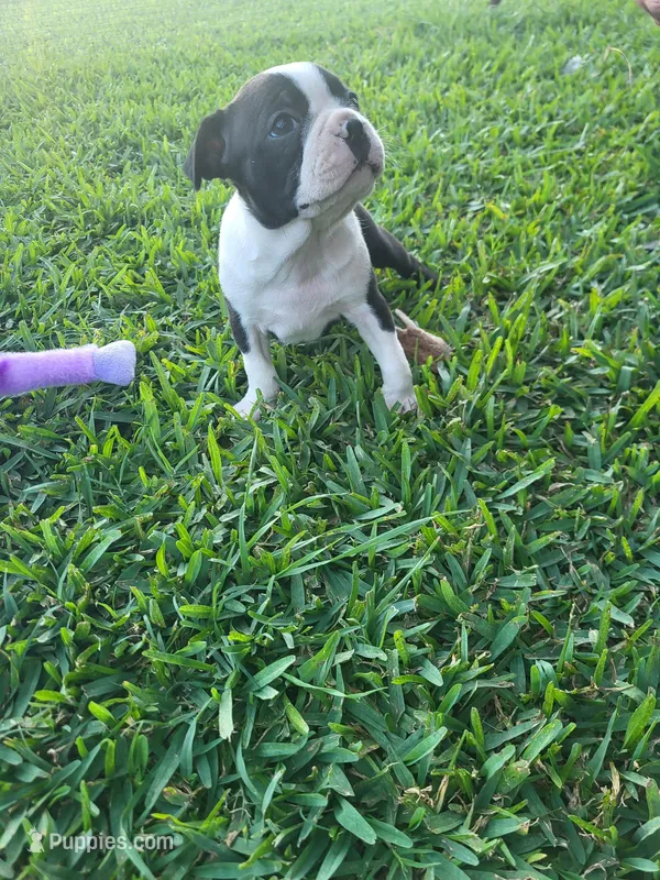 Sassy – Boston Terrier puppy for sale in Clute, TX