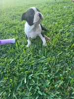 Sassy, a female Boston Terrier for sale in Clute, TX – Photo 1 of 2
