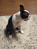 Max, a male Boston Terrier for sale in Clute, TX – 3 of 4