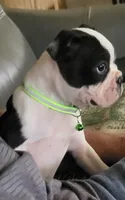 Max, a male Boston Terrier for sale in Clute, TX – 6 of 7