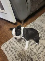 Milo, a male Boston Terrier for sale in Clute, TX – 4 of 4