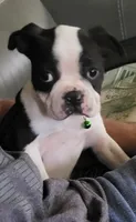 Max, a male Boston Terrier for sale in Clute, TX – 1 of 7