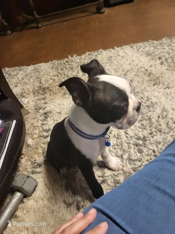 Milo – Boston Terrier puppy for sale in Clute, TX