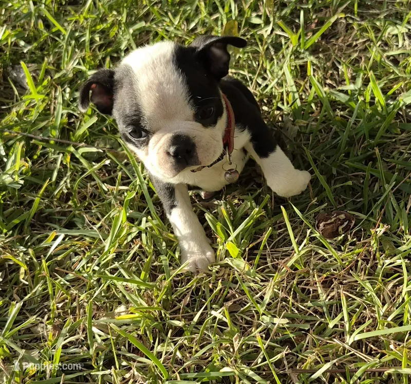 Cuju – Boston Terrier puppy for sale in Clute, TX