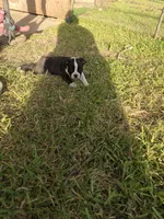 Duke, a male Boston Terrier for sale in Clute, TX – 2 of 3