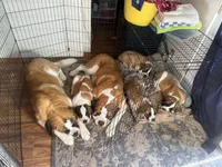 processed/68e23a2c-7429-41e4-a7de-681c86ba8f8f/listing/b716c39c-916a-4955-addd-48c7e7b9b282/09d30eee-9fb9-4593-be0b-fc061e29ae21