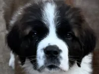 processed/68e23a2c-7429-41e4-a7de-681c86ba8f8f/listing/b716c39c-916a-4955-addd-48c7e7b9b282/5d2778de-83d9-4bb3-a77c-3889d0be0289