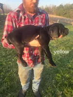 Yellow collar, a male Cane Corso for sale in Columbia, KY – Photo 2 of 2