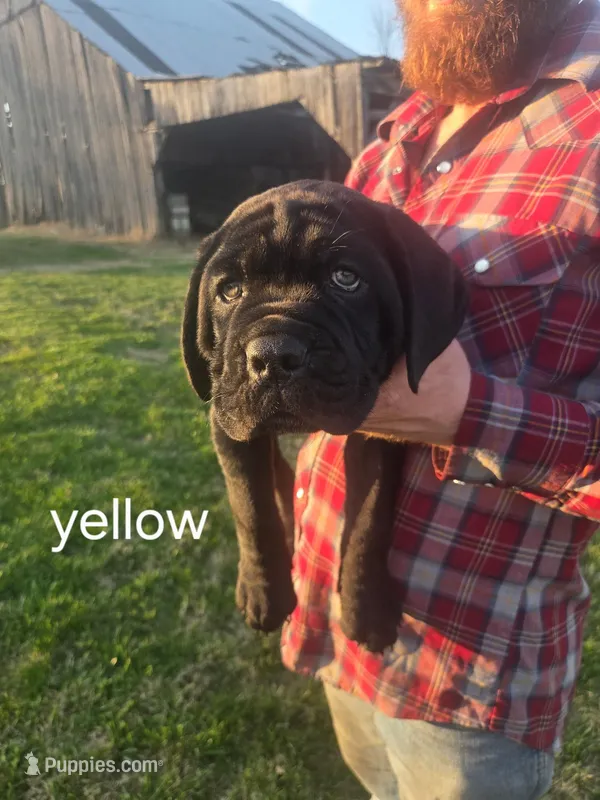 Yellow collar – Cane Corso puppy for sale in Columbia, KY