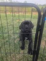 Orange collar, a male Cane Corso for sale in Columbia, KY – 4 of 6