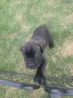 Orange collar, a male Cane Corso for sale in Columbia, KY – 6 of 6