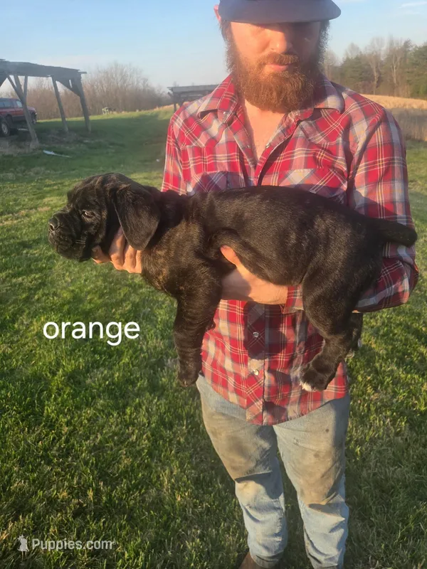 Orange collar – Cane Corso puppy for sale in Columbia, KY
