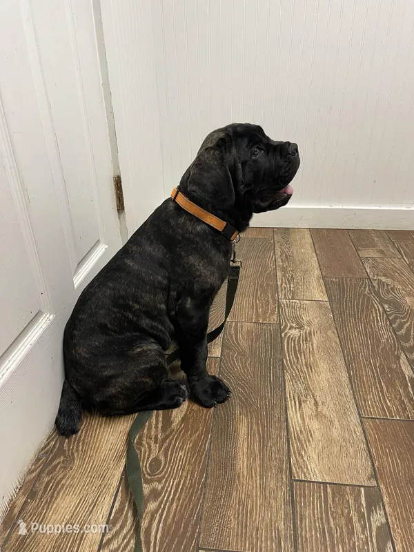 Orange collar – Cane Corso puppy for sale in Columbia, KY