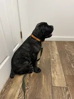Orange collar, a male Cane Corso for sale in Columbia, KY – 1 of 6