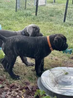 Orange collar, a male Cane Corso for sale in Columbia, KY – 3 of 6