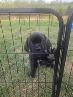 Orange collar, a male Cane Corso for sale in Columbia, KY – 5 of 6