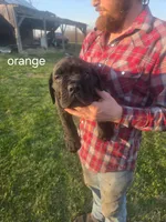 Orange collar, a male Cane Corso for sale in Columbia, KY – Photo 2 of 2