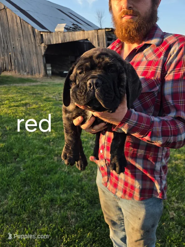 Red collar – Cane Corso puppy for sale in Columbia, KY