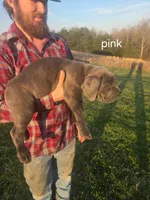 Pink collar, a female Cane Corso for sale in Columbia, KY – Photo 2 of 2