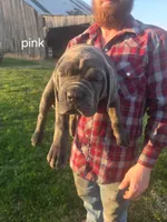 Pink collar, a female Cane Corso for sale in Columbia, KY – Photo 1 of 2