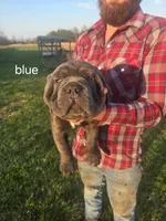 Blue collar, a male Cane Corso for sale in Columbia, KY – Photo 2 of 2