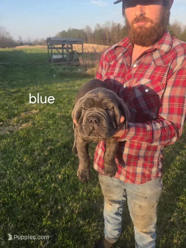 Blue collar – Cane Corso puppy for sale in Columbia, KY