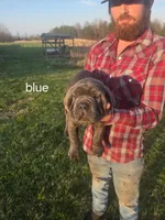 Blue collar, a male Cane Corso for sale in Columbia, KY – Photo 1 of 2