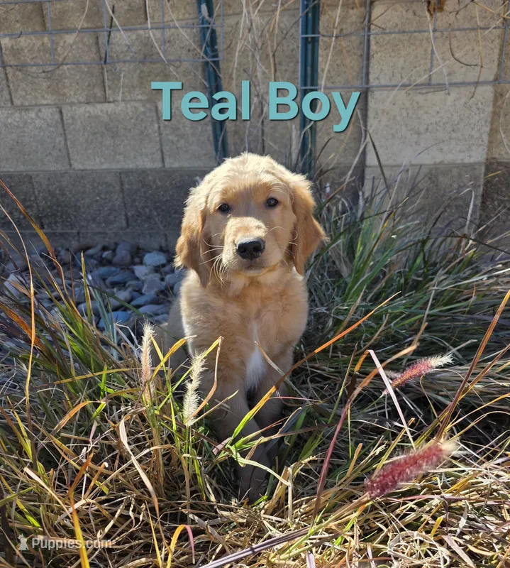 Teal Boy – Golden Retriever puppy for sale in Glendale, AZ