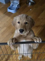 Teal Boy (Mr. T), a male Golden Retriever for sale in Glendale, AZ – Photo 2 of 2