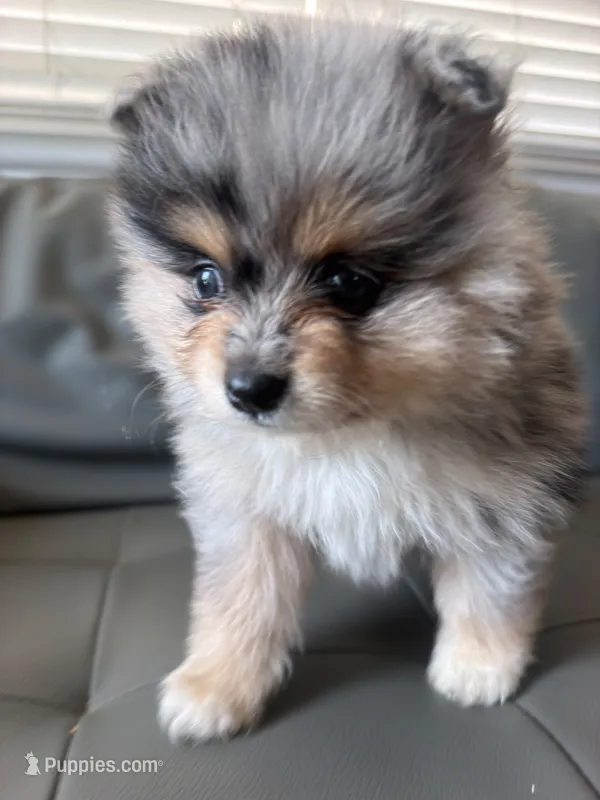 Mancha – Pomeranian puppy for sale in Hayward, CA