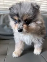 Mancha, a male Pomeranian for sale in Hayward, CA – 1 of 3