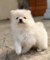 Cream, a male Pomeranian for sale in Hayward, CA – 3 of 3