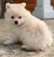 Cream, a male Pomeranian for sale in Hayward, CA – 2 of 3