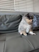 Mancha, a male Pomeranian for sale in Hayward, CA – 2 of 3