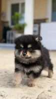 Black tan, a male Pomeranian for sale in Hayward, CA – 3 of 3