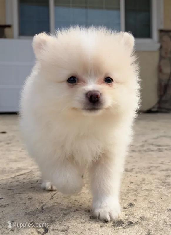 Cream, a male Pomeranian for sale in Hayward, CA – 1 of 3