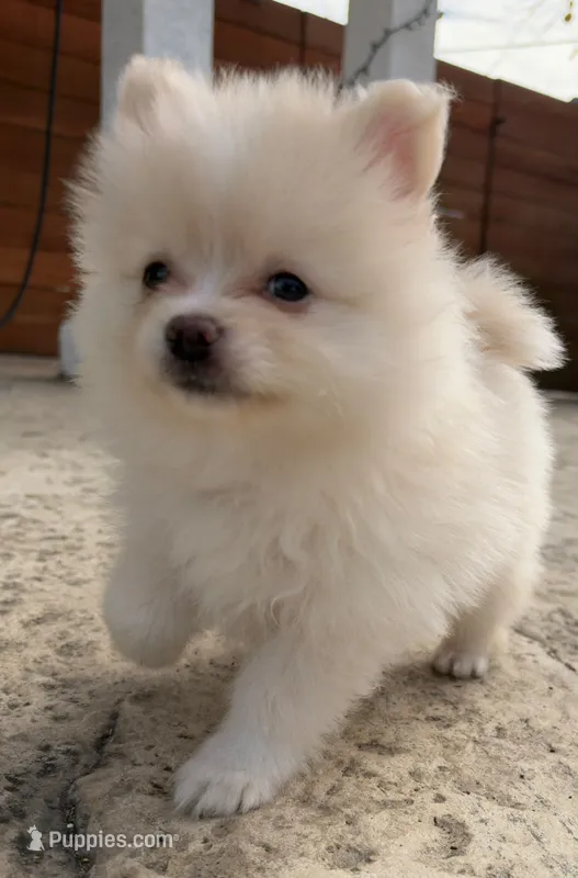 Cream2, a male Pomeranian for sale in Hayward, CA – 1 of 3