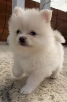 Cream2, a male Pomeranian for sale in Hayward, CA – 1 of 3