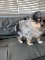 Mancha, a male Pomeranian for sale in Hayward, CA – 3 of 3
