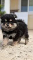 Black tan, a male Pomeranian for sale in Hayward, CA – 1 of 3