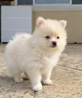 Cream2, a male Pomeranian for sale in Hayward, CA – 3 of 3