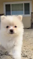 Cream2, a male Pomeranian for sale in Hayward, CA – 2 of 3
