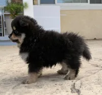 Black tan, a male Pomeranian for sale in Hayward, CA – 2 of 3