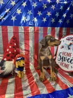 DOBERMAN, a female Doberman Pinscher for sale in Anaheim, CA – 6 of 10