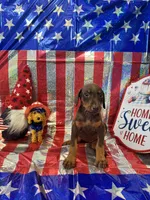 DOBERMAN, a female Doberman Pinscher for sale in Anaheim, CA – 2 of 10
