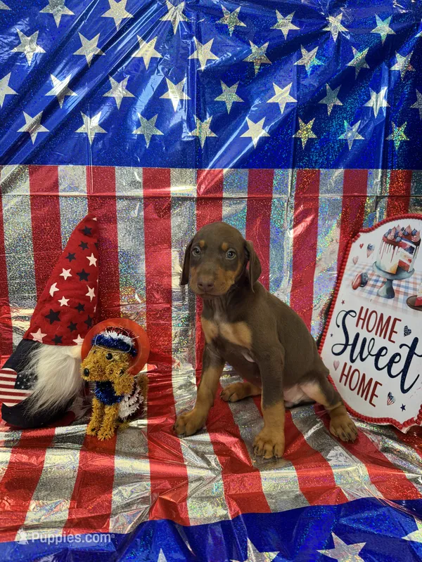 DOBERMAN – Doberman Pinscher puppy for sale in Anaheim, CA